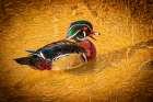 USA, Colorado, Fort Collins. American wood duck male in water. Art Print